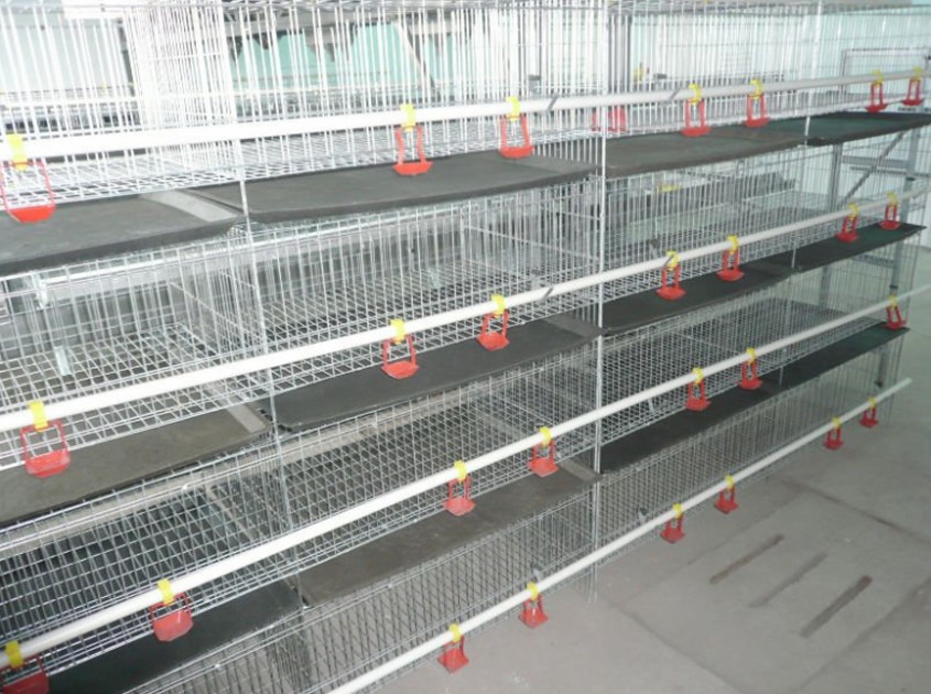 Broiler Cages