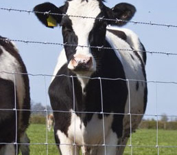 Farm Fence