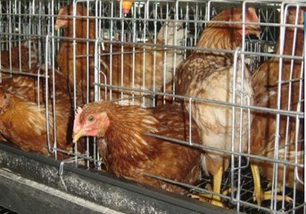 Chicken cage production methods, how to do chicken cage?