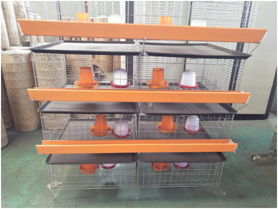 Baby chick cages’ Advantage