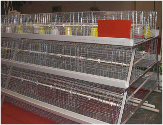 Baby chick cages’ Advantage