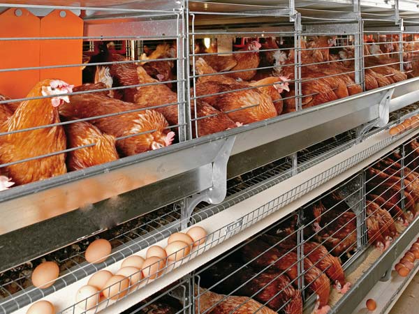 The Impressive Yields of Qunkun Quality Poultry Chicken Cages for sale