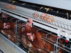 How To Choose Laying Hens Cage 