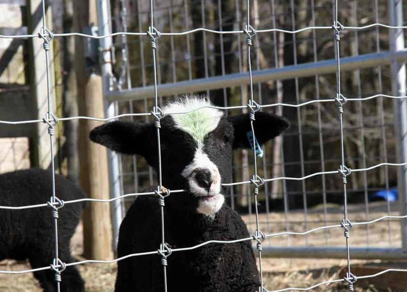 Farm Fence /Field Fence