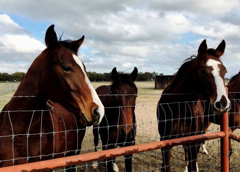 Farm Fence /Field Fence