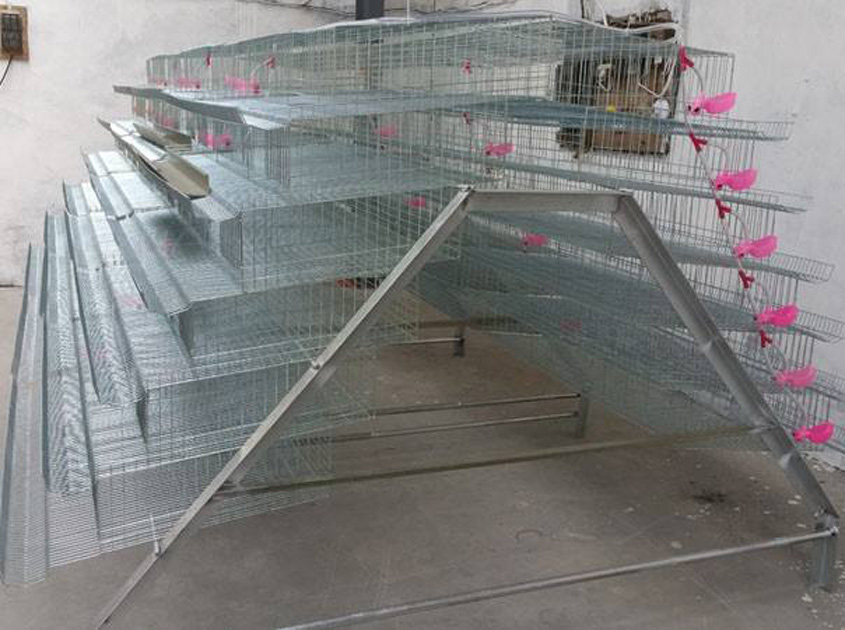 Quails Cages