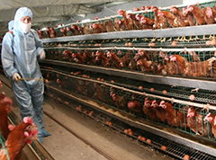 Chicken cages raise chickens at different stages of disease