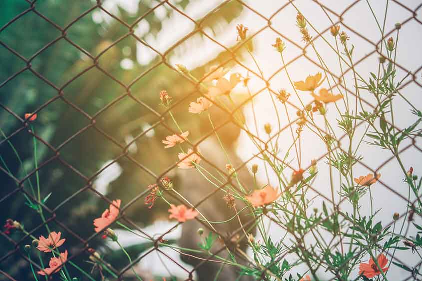 Why is Chain Link Mesh Such a Popular Choice for Fencing