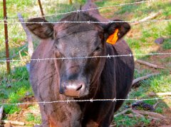 Barbed wire is mainly composed of barbed metal thorns