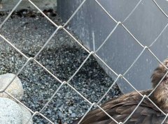 Galvanized Wire Mesh – The Id
