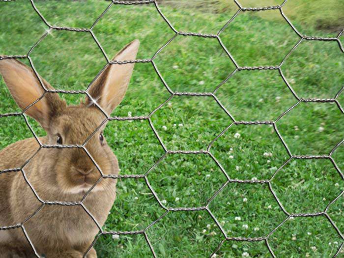 Hexagonal Wire Mesh – Lightweight, Flexible, and Essential for Agricultural Use