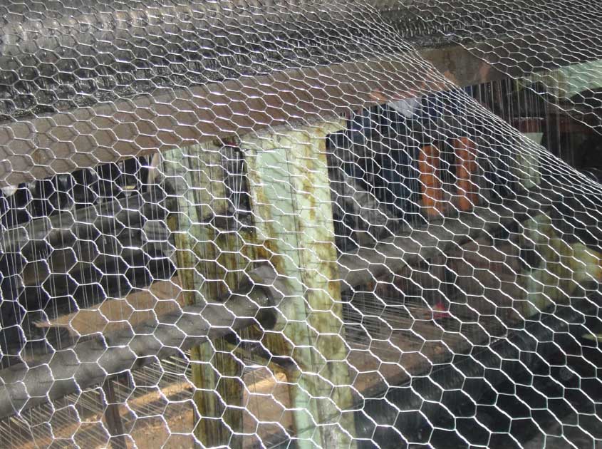 Galvanized Wire Mesh: Durable & Rust-Resistant Solution for Industrial and Commercial Use