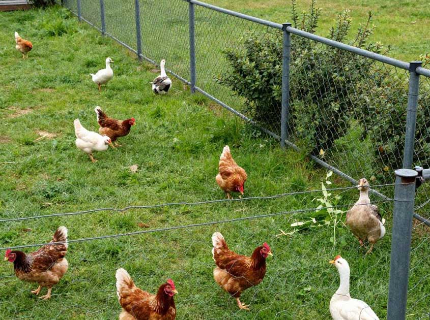 How to Choose Hexagonal Wire Mesh for Poultry and Livestock How to Choose Hexagonal Wire Mesh for Poultry and Livestock