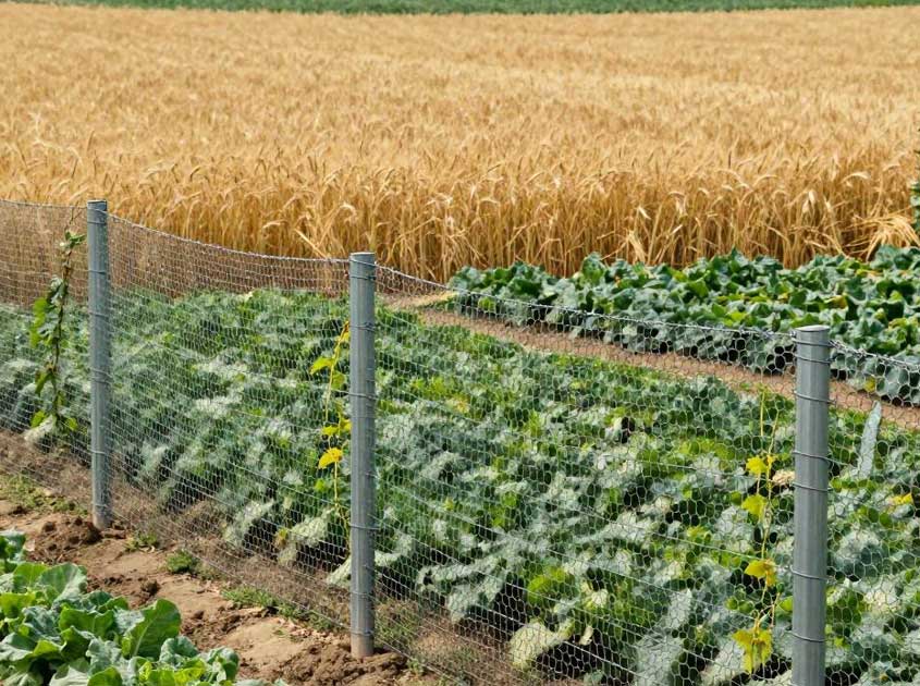 How to Choose Hexagonal Wire Mesh for Poultry and Livestock How to Choose Hexagonal Wire Mesh for Poultry and Livestock